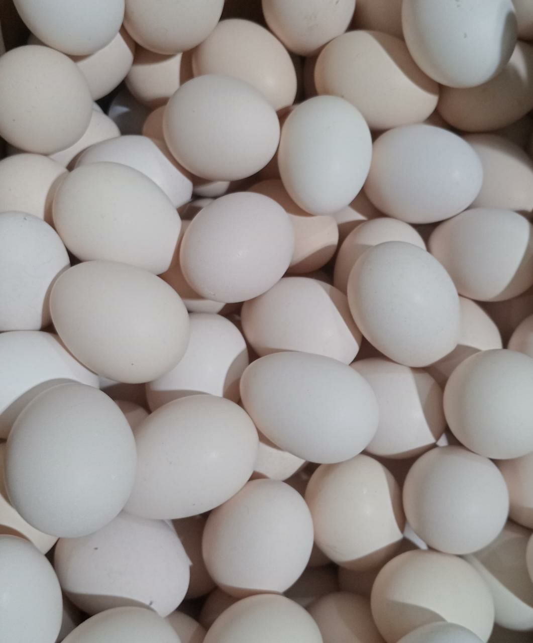 Fresh Organic Eggs (Tray of 15)